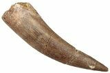 Fossil Plesiosaur (Zarafasaura) Tooth - Morocco #293199-1